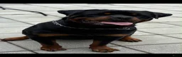 Rottweiler dogs for sale: Beautiful German bloodline Rottweiler puppies - Advert 34