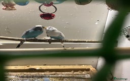 Budgerigars birds for sale: Budgies for sale  - Image 12