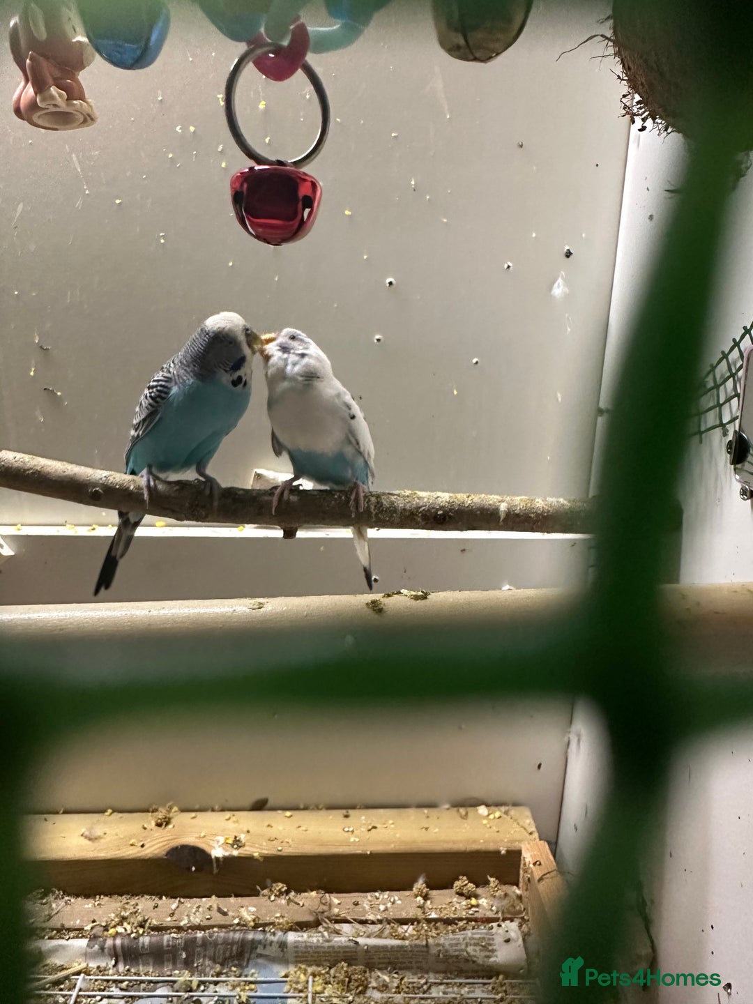 Budgerigars birds for sale: Budgies for sale  - Image 12