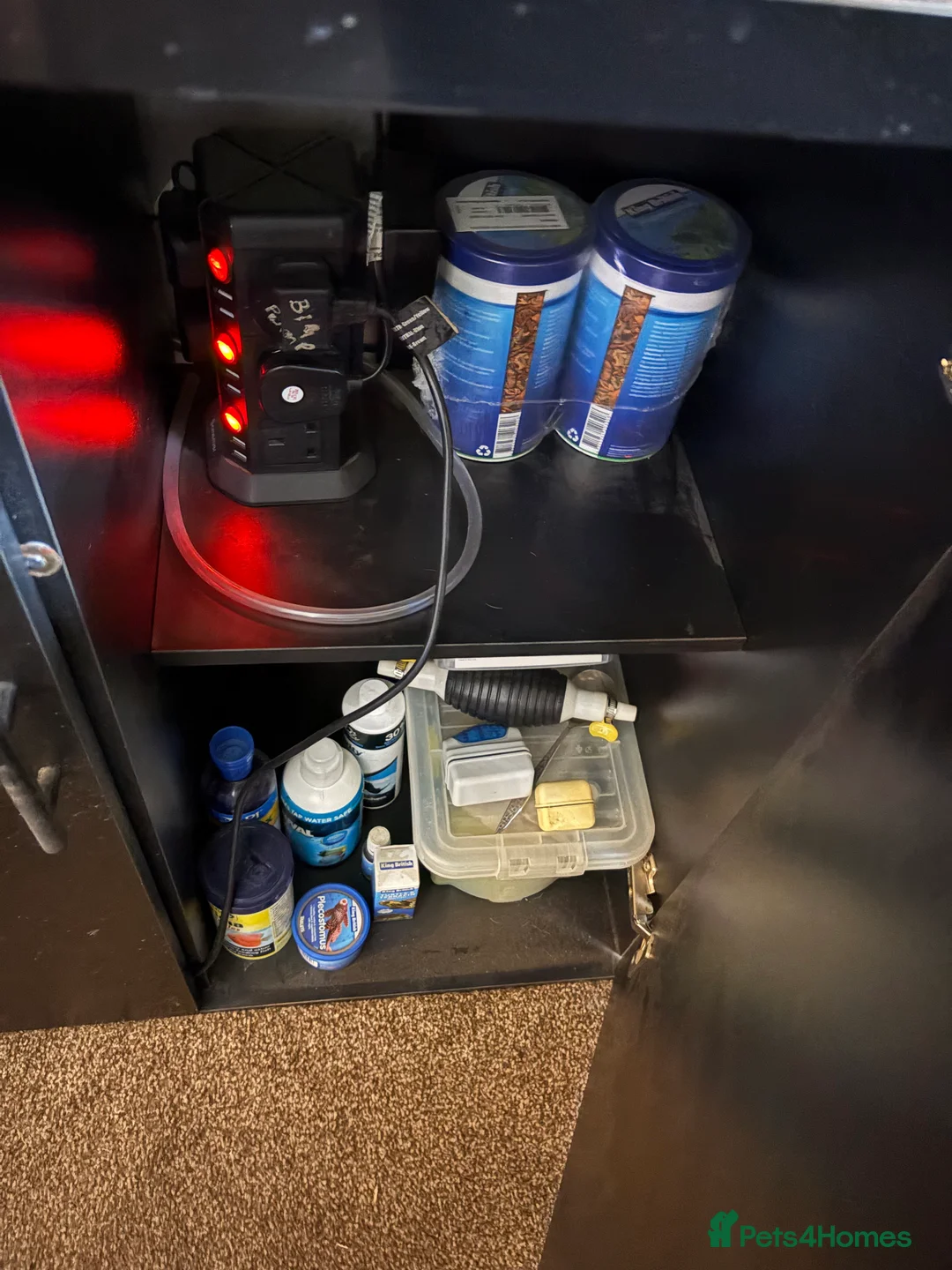 Turtle reptiles for sale: Musk turtle for sale with tank - Advert 4