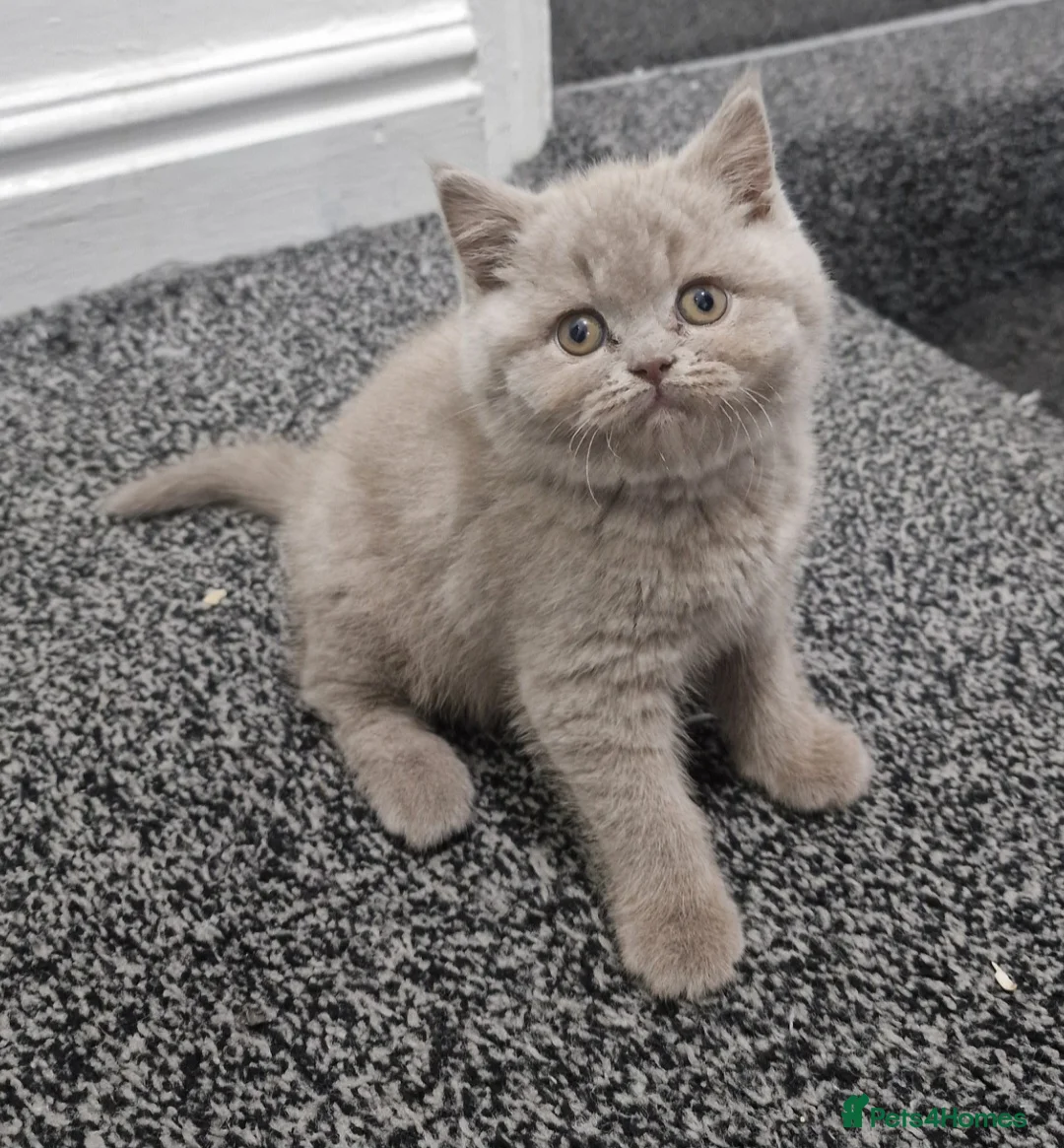 British Shorthair cats for sale: LAST ONE! Male Lilac British Shorthair For Sale! - Advert 1