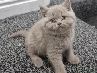 British Shorthair cats LAST ONE! Male Lilac British Shorthair For Sale! - Advert 4