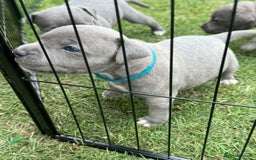 Staffordshire Bull Terrier dogs for sale: Cheeky, affectionate Blue Staffy pups M/F - Image 1