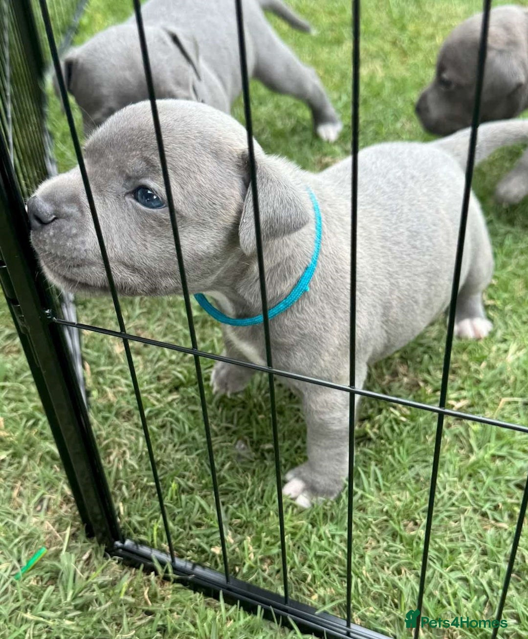 Staffordshire Bull Terrier dogs for sale: Cheeky, affectionate Blue Staffy pups M/F - Image 1