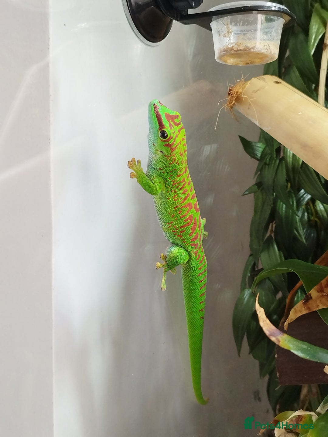 Gecko reptiles for sale: Madagaskar Day gecko, male - Image 4