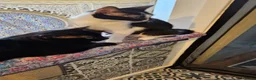 Mixed Breed cats for sale: 3 Lovely kittens for sale  - Advert 10