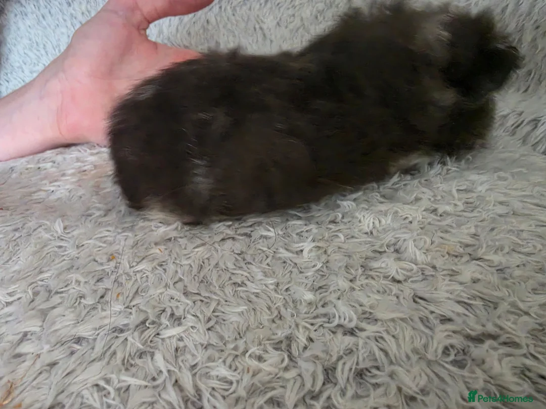 Guinea Pig rodents for sale: 2 swiss boys rtr - Advert 9