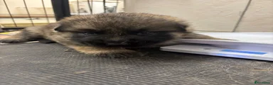 German Shepherd 3