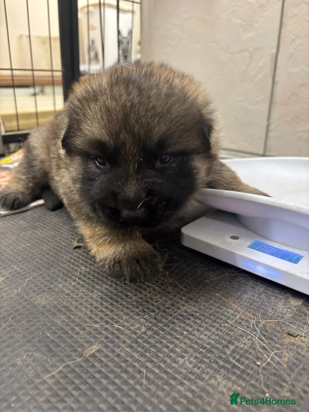 German Shepherd dogs for sale: German Shepard puppies  - Advert 2