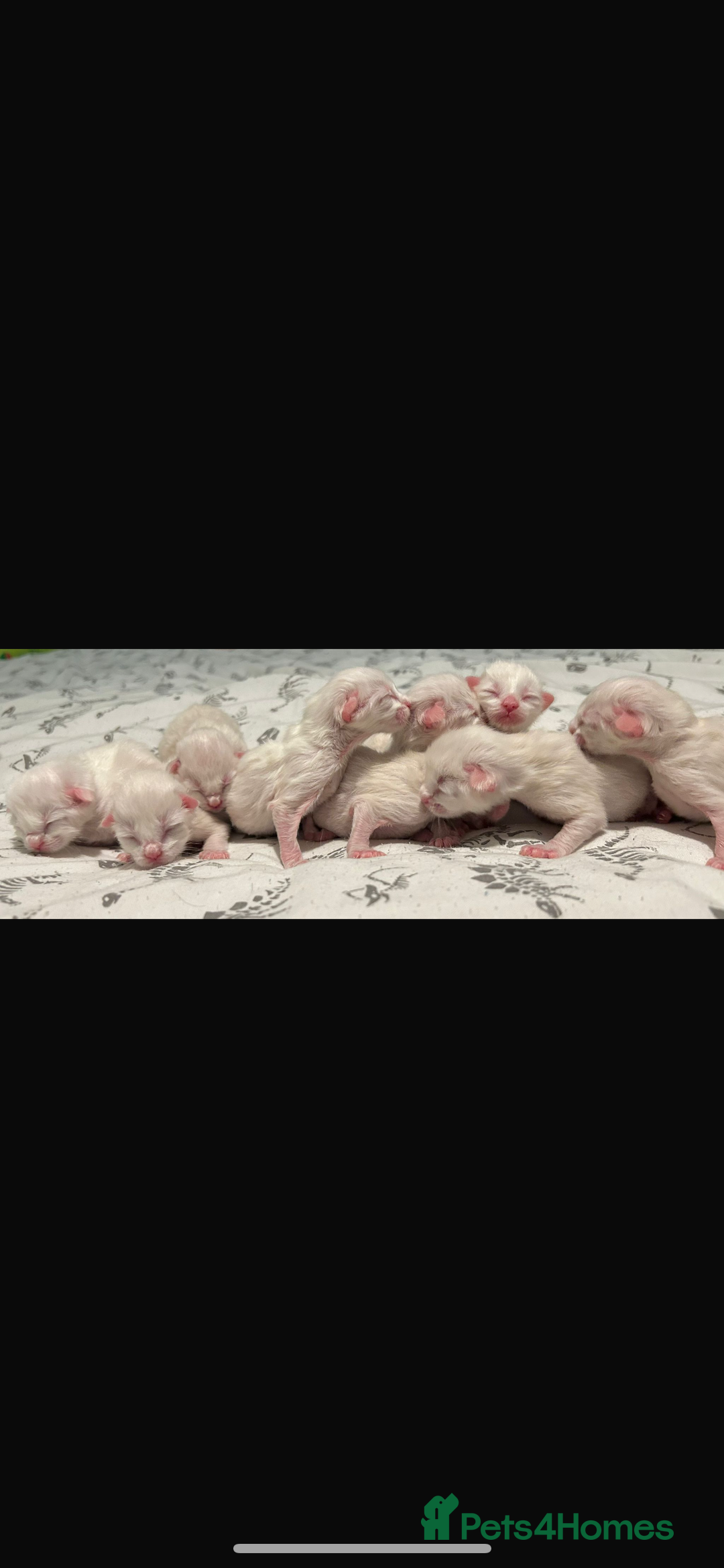 Ragdoll cats for stud: Gccf & TICA CARRYING CHOCOLATE  gccf ragdoll stud  in Merthyr Tydfil - Image 8