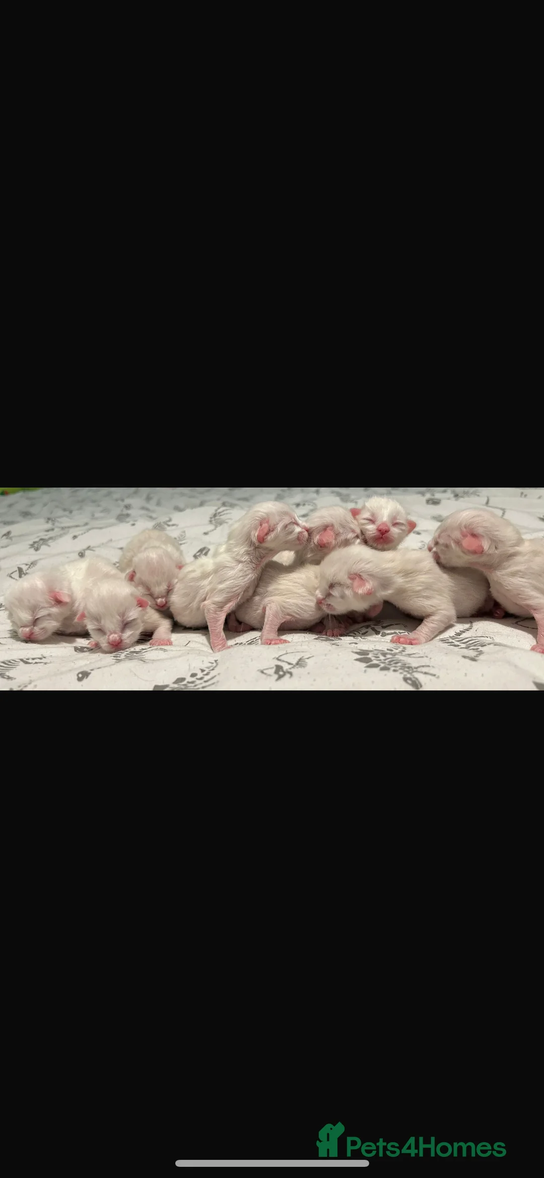 Ragdoll cats for stud: 🏆Gccf/TICA CARRYING CHOCOLATE  gccf ragdoll stud  in Merthyr Tydfil - Advert 9