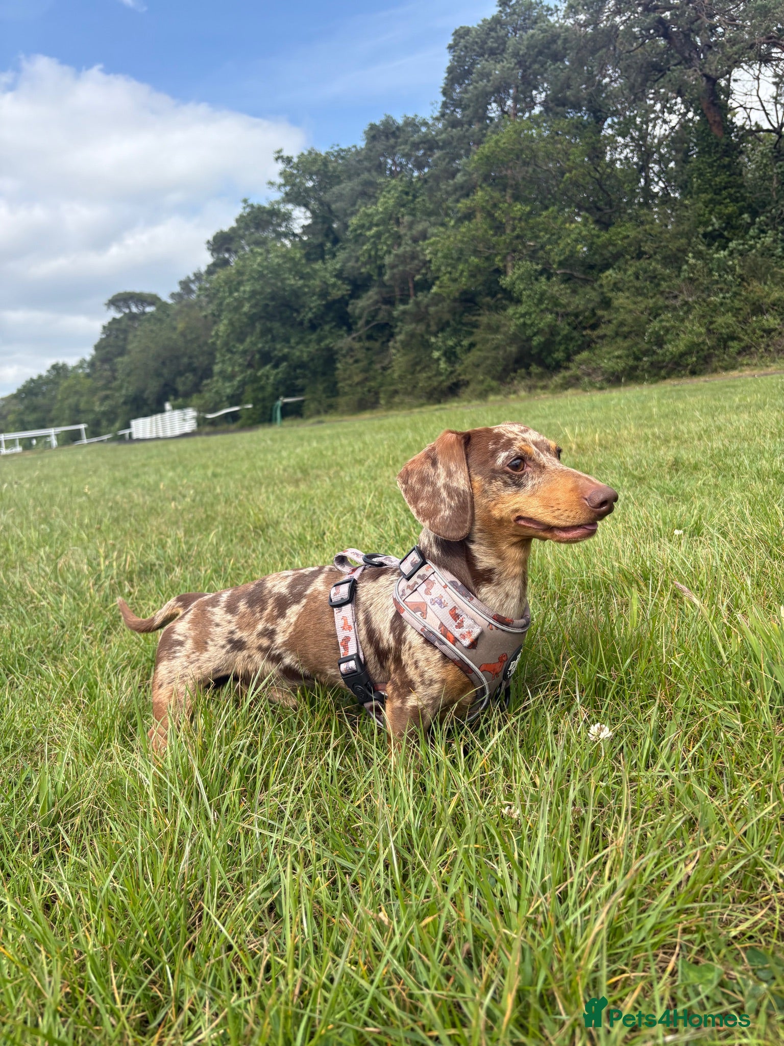 Miniature Dachshund dogs Miniature dachshund for stud - Advert 1