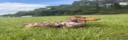Miniature Dachshund dogs for stud: Miniature dachshund for stud - Advert 1