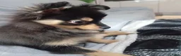 Chihuahua dogs for sale: Longhair Chi looking for new lap! in Taunton - Advert 2