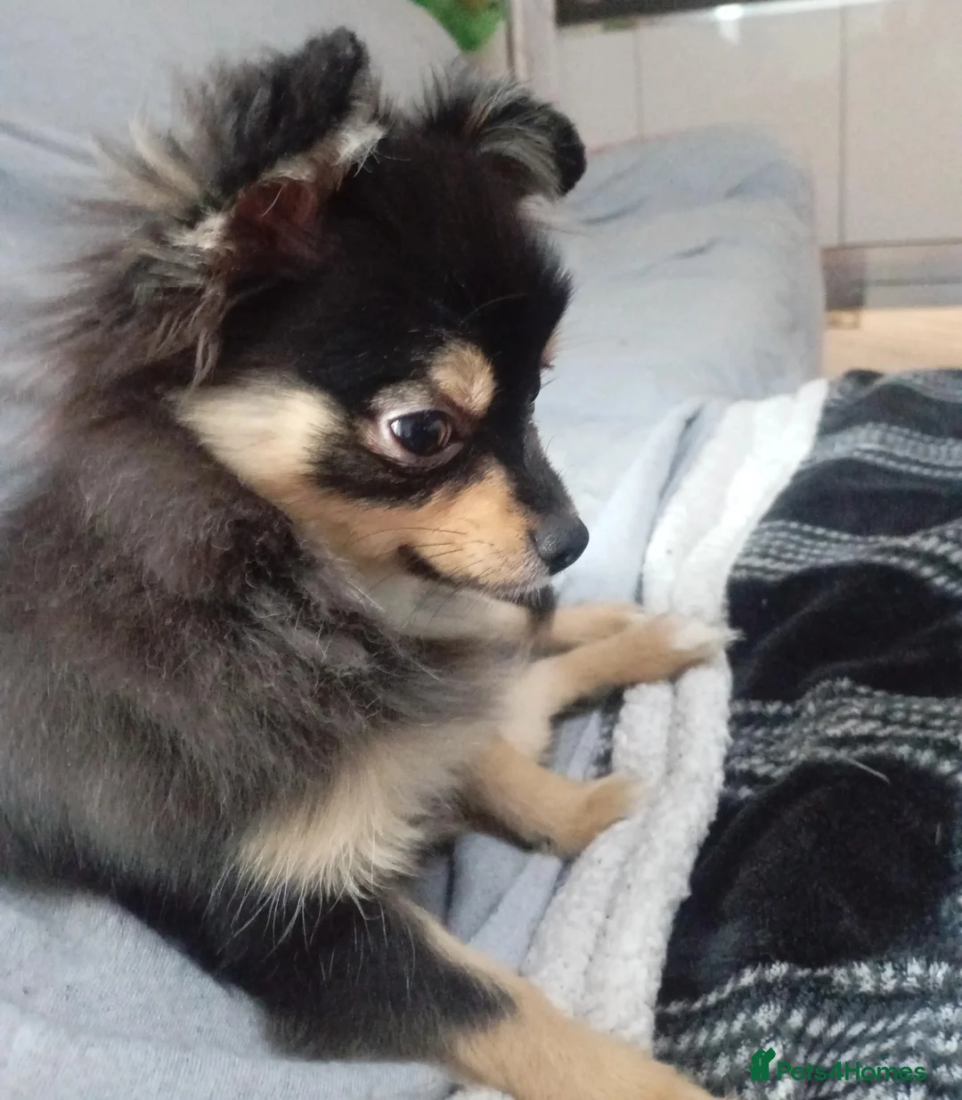 Chihuahua dogs for sale: Longhair Chi looking for new lap! in Taunton - Advert 2
