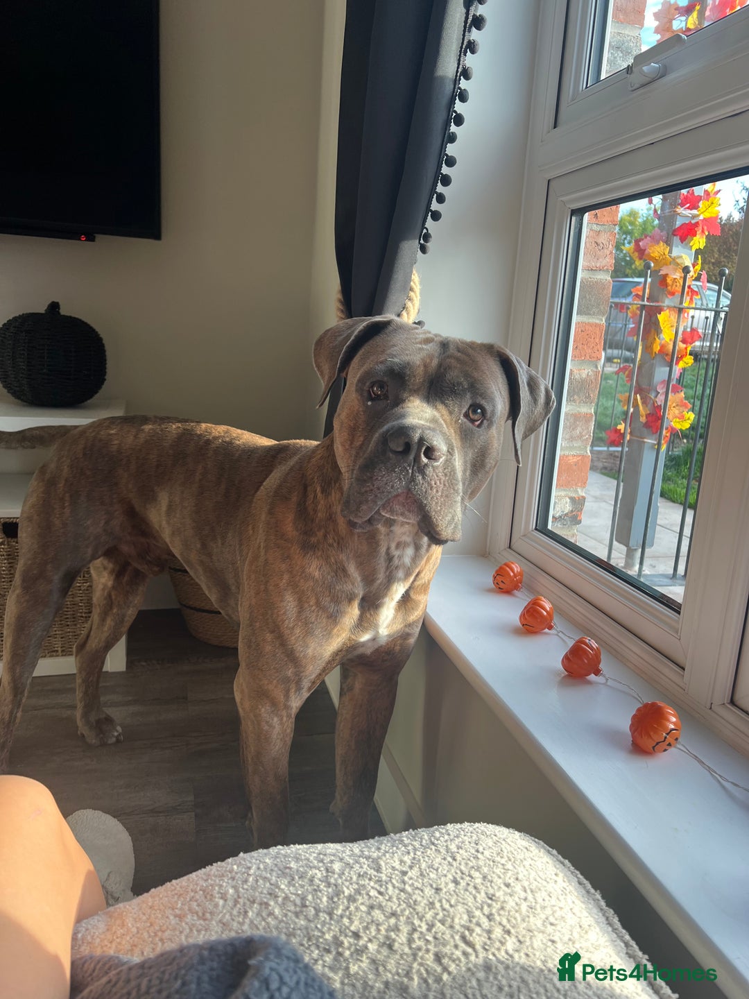 Cane Corso dogs for sale: 2 year old male cane corso  - Advert 3