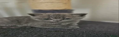 Scottish Fold Kitten 3