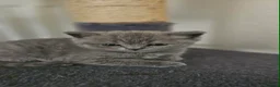 Scottish Fold cats for sale: Scottish fold - Advert 4