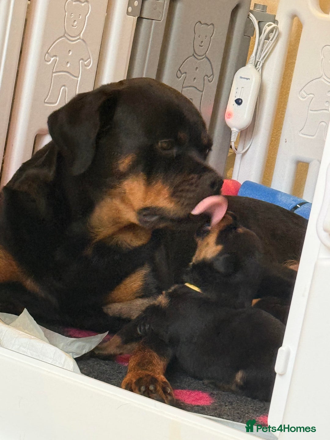 Rottweiler dogs for sale: Falconsnest blood line - Advert 8