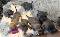 Mixed Breed dogs for sale: Frenchie x Staffy puppies  - Image 13