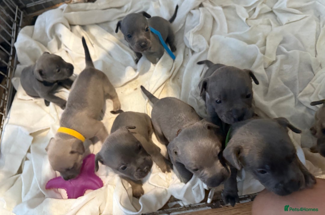 Mixed Breed dogs for sale: Frenchie x Staffy puppies  - Image 13