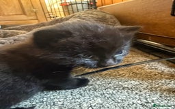 Mixed Breed cats for sale: 2 Beautiful Black/Brown Tabby Kittens - Image 24
