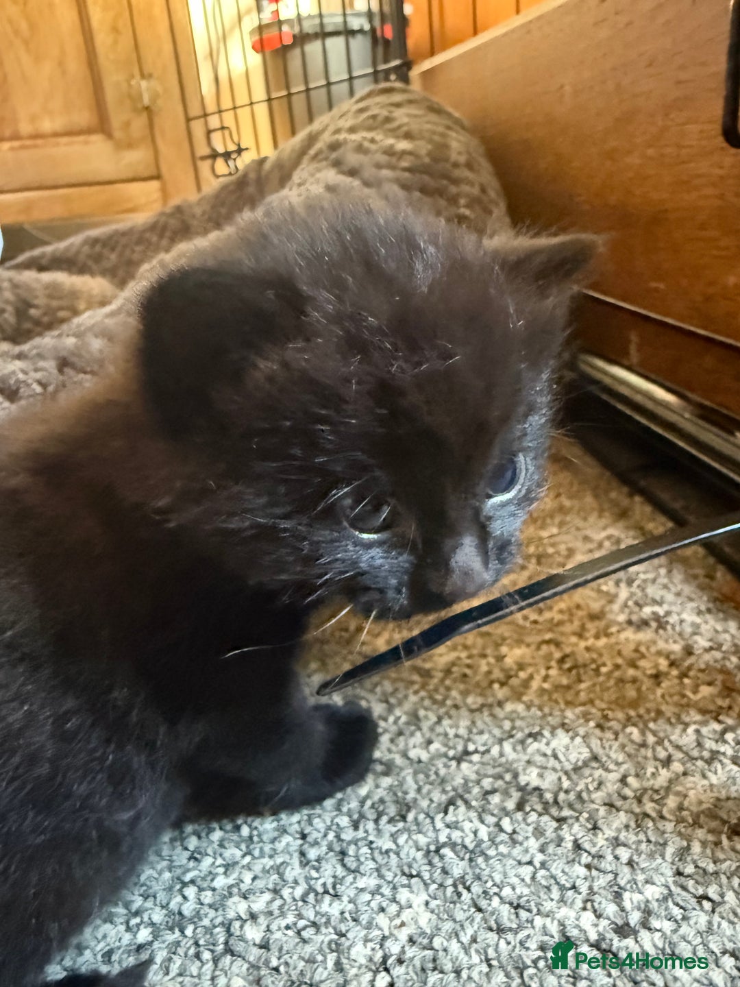 Mixed Breed cats for sale: 2 Beautiful Black/Brown Tabby Kittens - Image 24