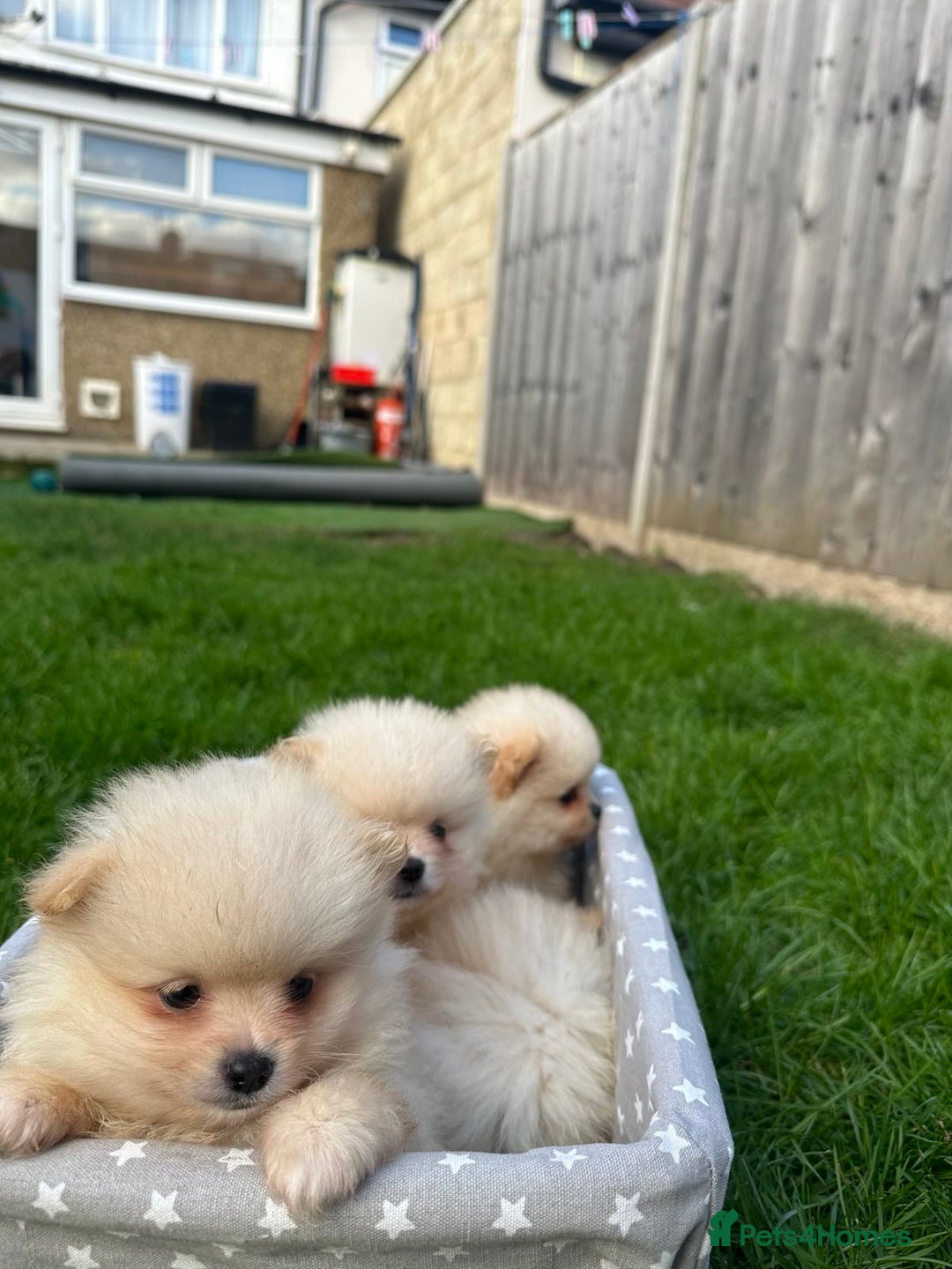Pomeranian dogs for sale: Adorable Pomeranian Puppies for Sale!  - Image 10