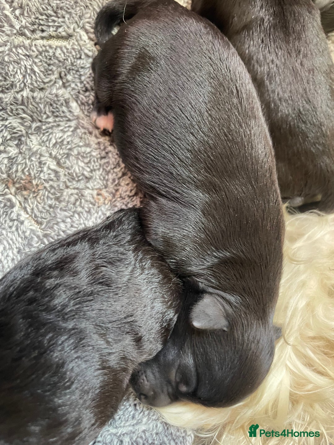 Schnoodle dogs for sale: LAst GIRL REDUCED READY NOW  - Image 16