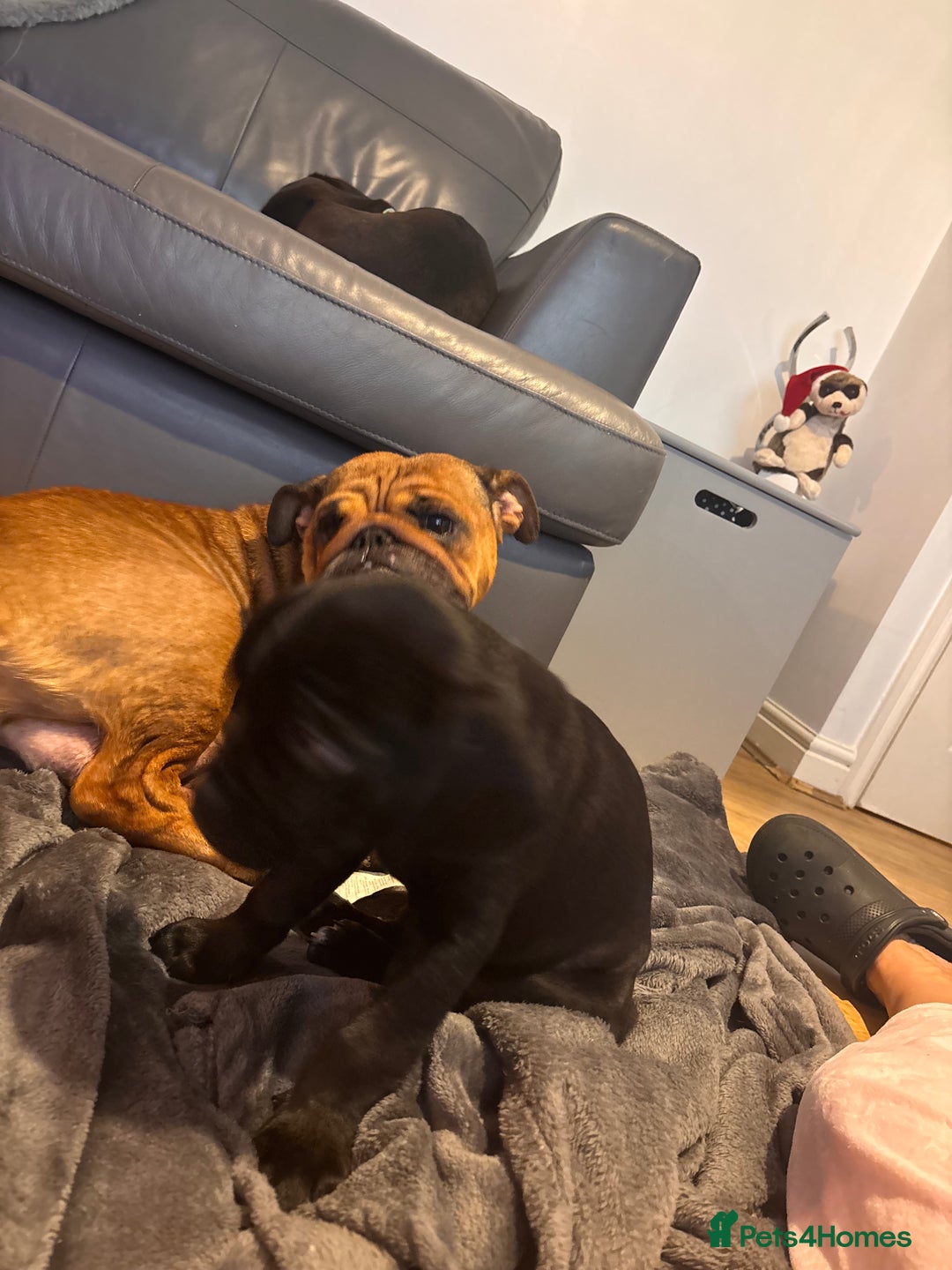 Mixed Breed dogs for sale: Cockerbull - Advert 6