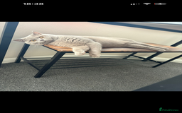 British Shorthair cats for sale: 1 female 1 male British shorthair  - Image 3