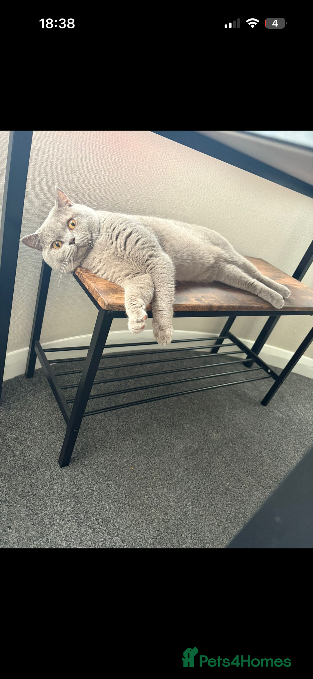 British Shorthair cats for sale: 1 female 1 male British shorthair  - Image 3