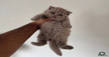 British Shorthair cats - Advert 10