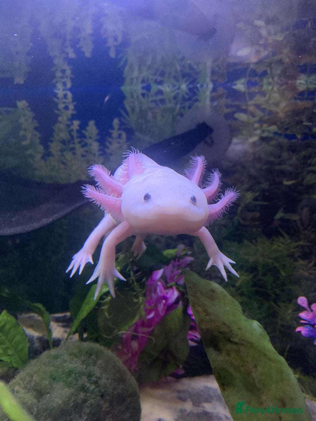Axolotl reptiles for sale: Two healthy male axolotls, leucisistic and Wild - Advert 3