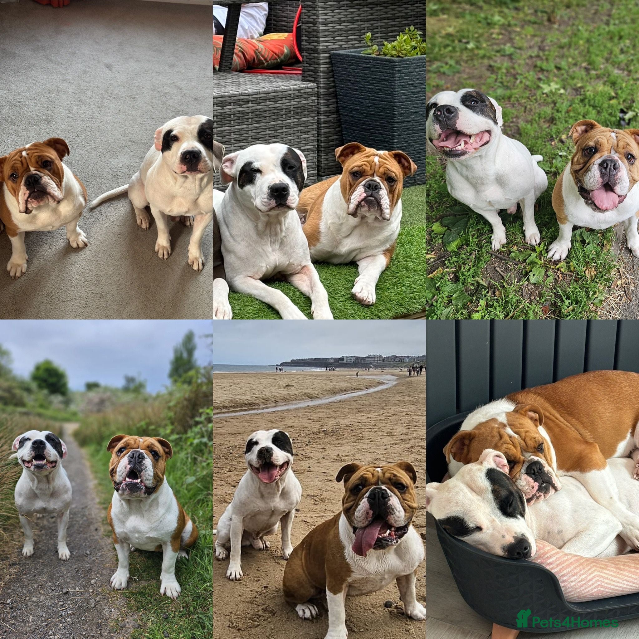 Mixed Breed dogs English Bulldog Staff Mix (Old Tyme Bulldog) - Advert 16