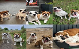 Mixed Breed dogs for sale: English Bulldog Staff Mix (Old Tyme Bulldog) - Image 17