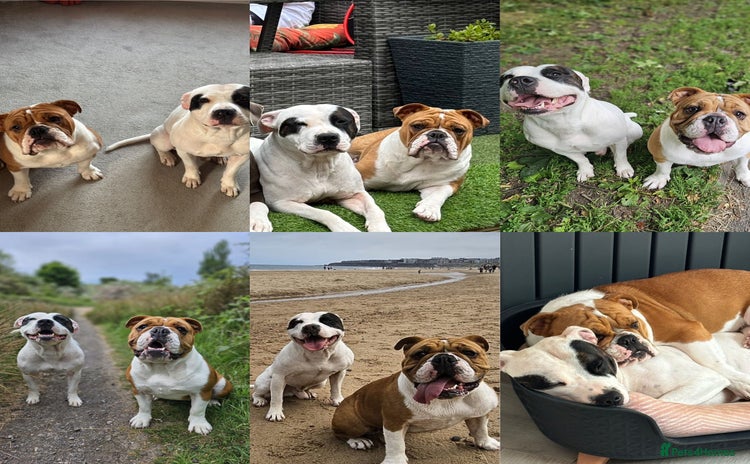 Mixed Breed dogs - Advert 1