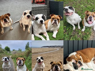 Mixed Breed dogs - Advert 2