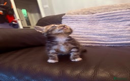Mixed Breed cats for sale:  Beautiful little kittens needing new homes  - Image 8