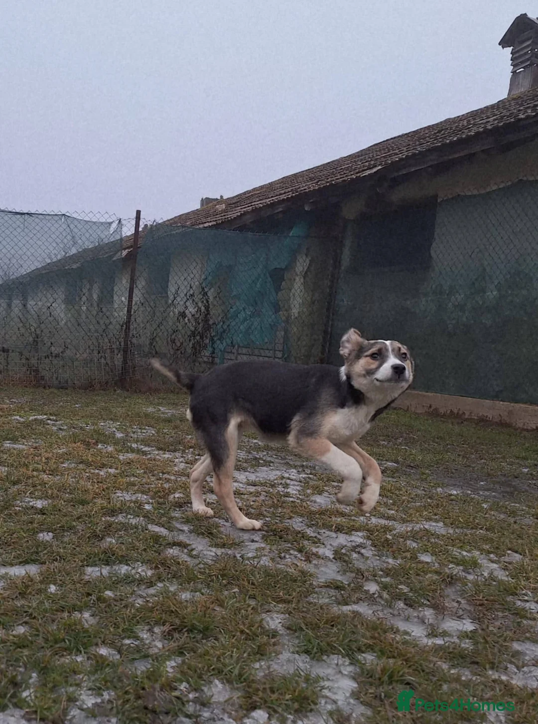 Mixed Breed dogs for adoption: Gouda for adoption - Advert 9