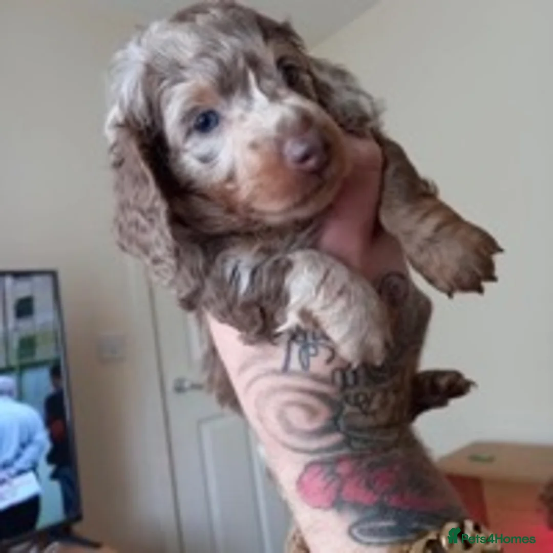 Miniature Dachshund dogs for stud: ISABELLA AND TAN DAPPLE DACHSHUND  in Sunderland - Advert 4