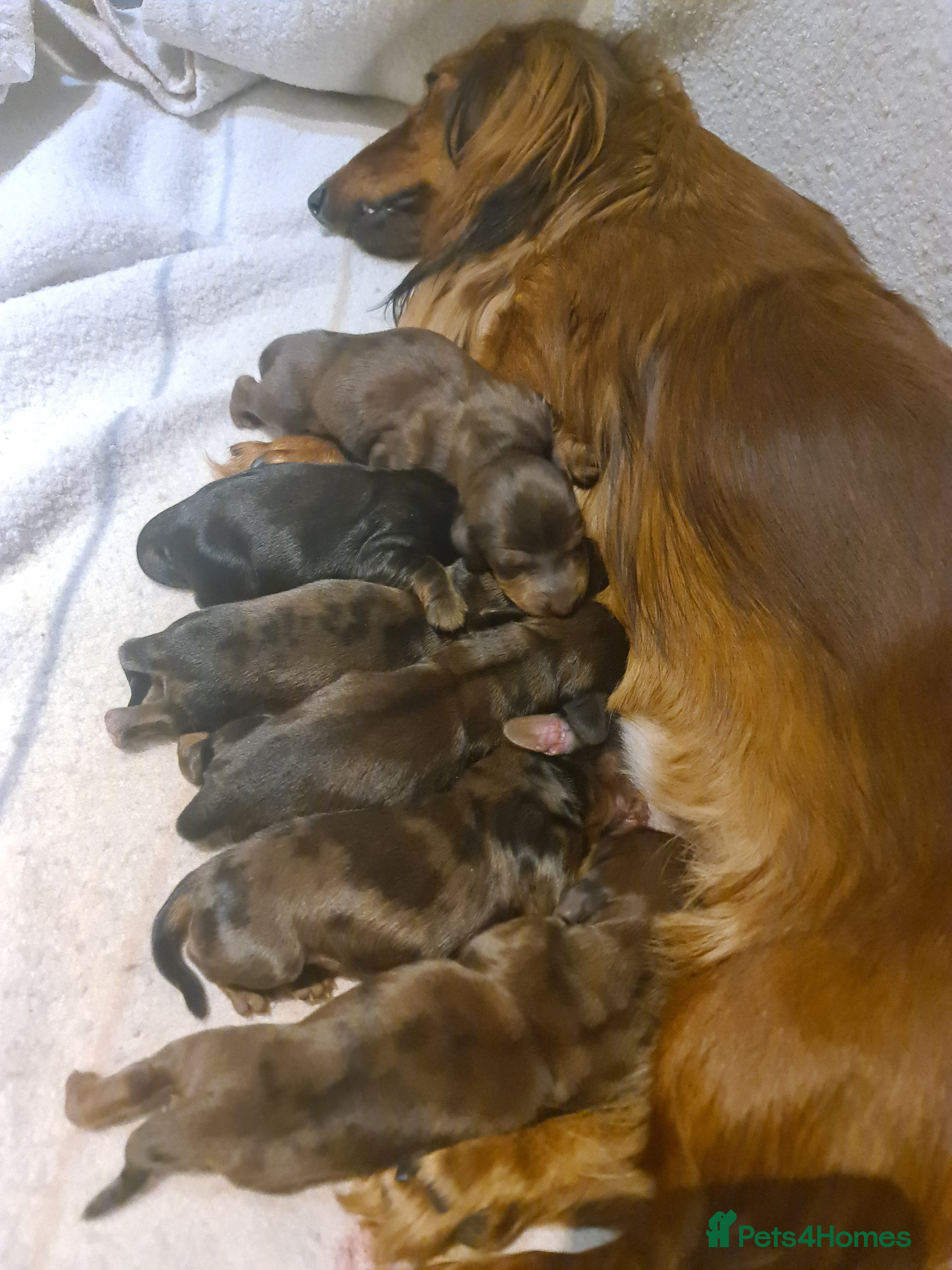 Miniature Dachshund dogs 6 beautiful long-haired dachshund pupps - Advert 1