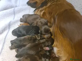 Miniature Dachshund dogs 6 beautiful long-haired dachshund pupps - Advert 1