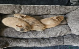 Netherland Dwarf rabbits for sale: Harlequin Netherland Dwarf bunnies  - Advert 5