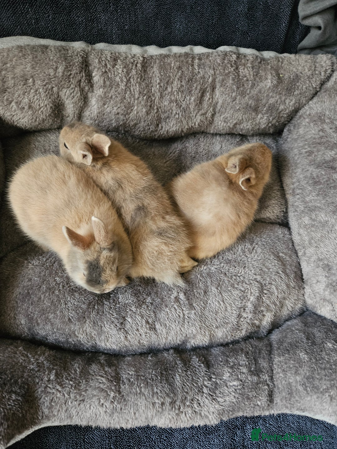 Netherland Dwarf rabbits for sale: Harlequin Netherland Dwarf bunnies  - Advert 5