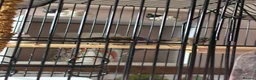 Finches birds for sale: Bengali’s finches x 3 in Blackpool - Advert 3