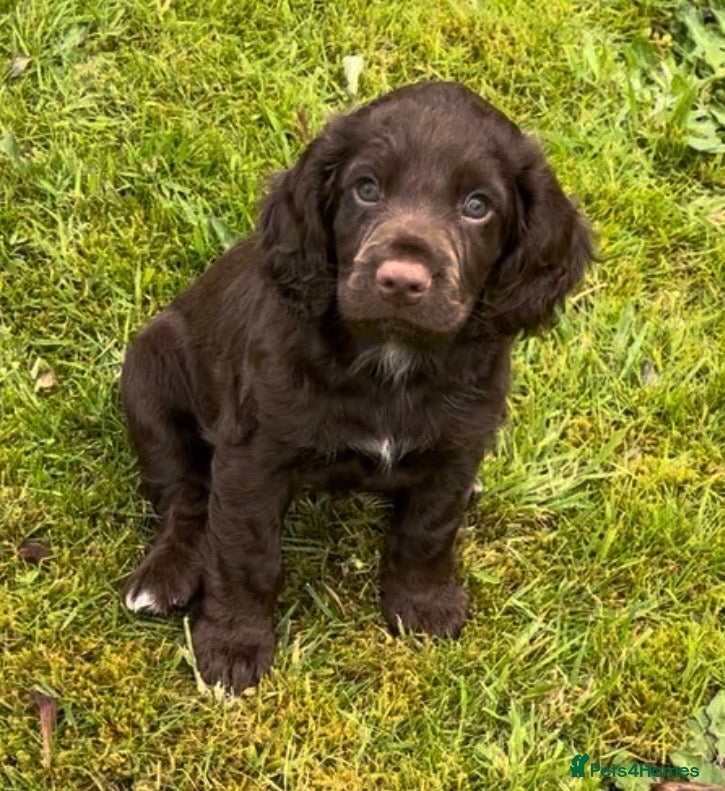 Cocker Spaniel dogs KC REGISTERED WORKING COCKER SPANIEL PUPPIES - Advert 2