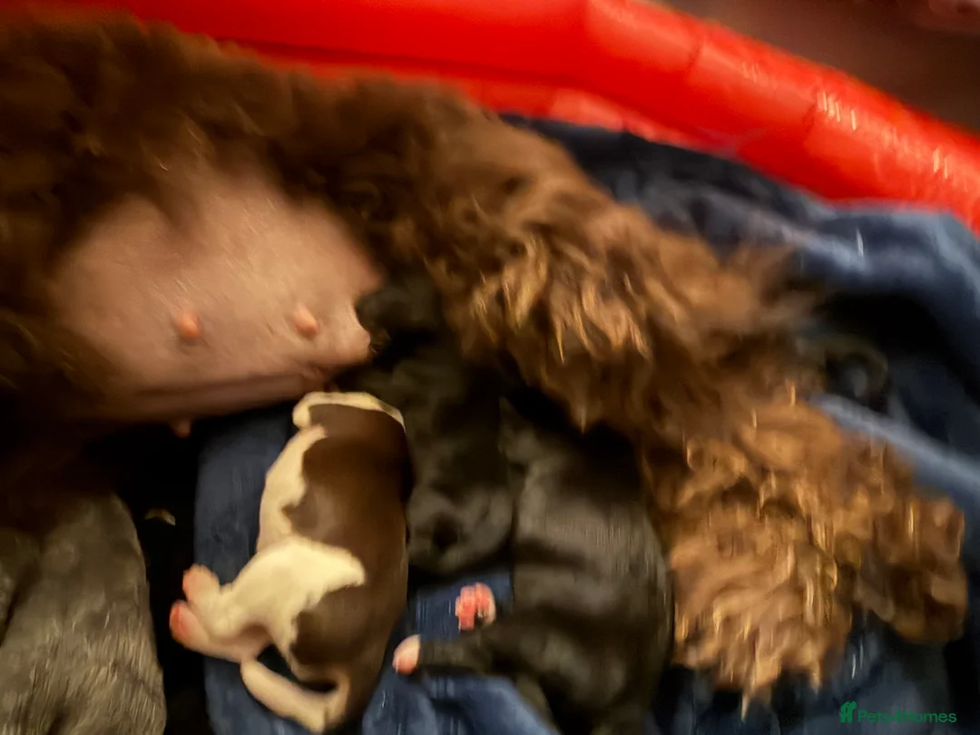 Mixed Breed dogs for sale: Lovely Cockapoo/Border Collie puppies in Abergavenny - Advert 13