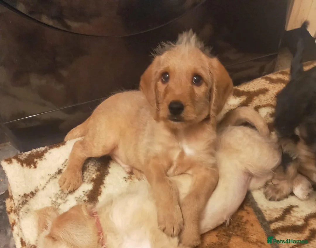 Cockapoo dogs for sale: 3  beautiful cockapoo puppies for sales in Swindon - Advert 2