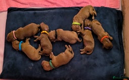 Cockapoo dogs for sale: Red Fox Cockapoo Puppies For Sale In Glasgow - Image 5